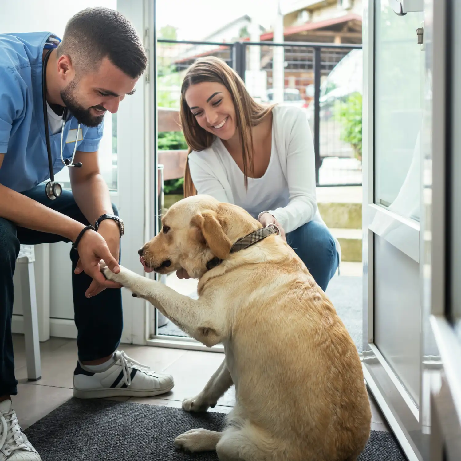 veterinarian greets pet owner and yellow lab at front door of the veterinarian clinic