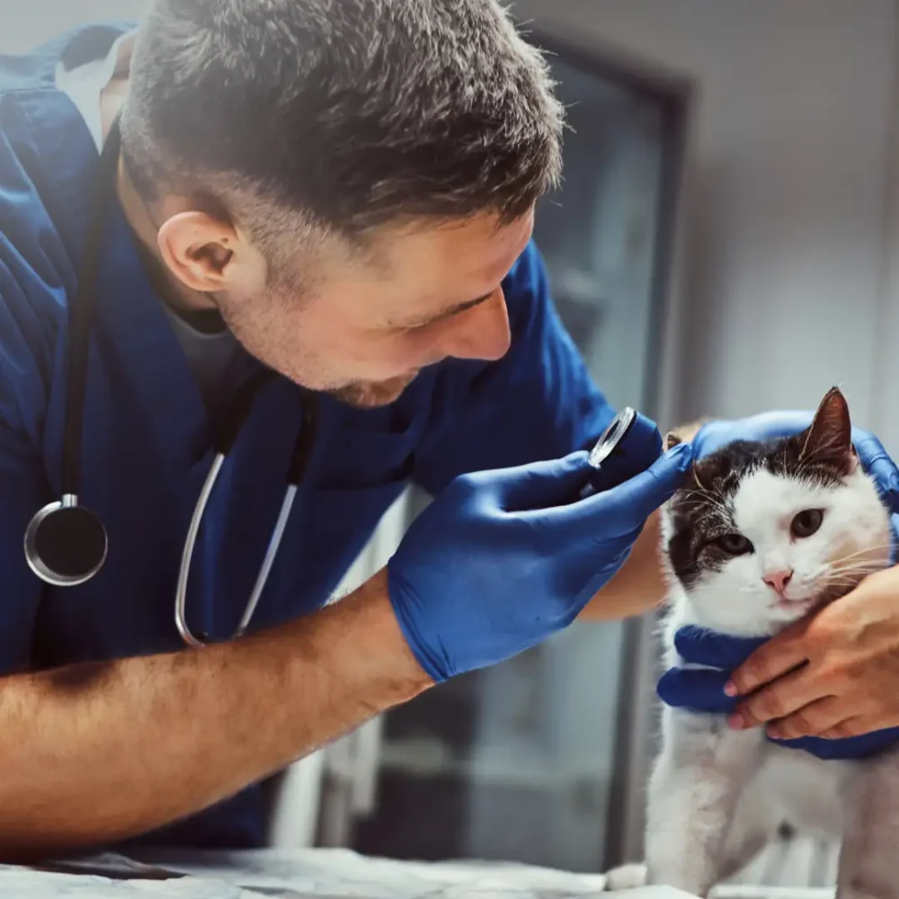 veterinarian with cat