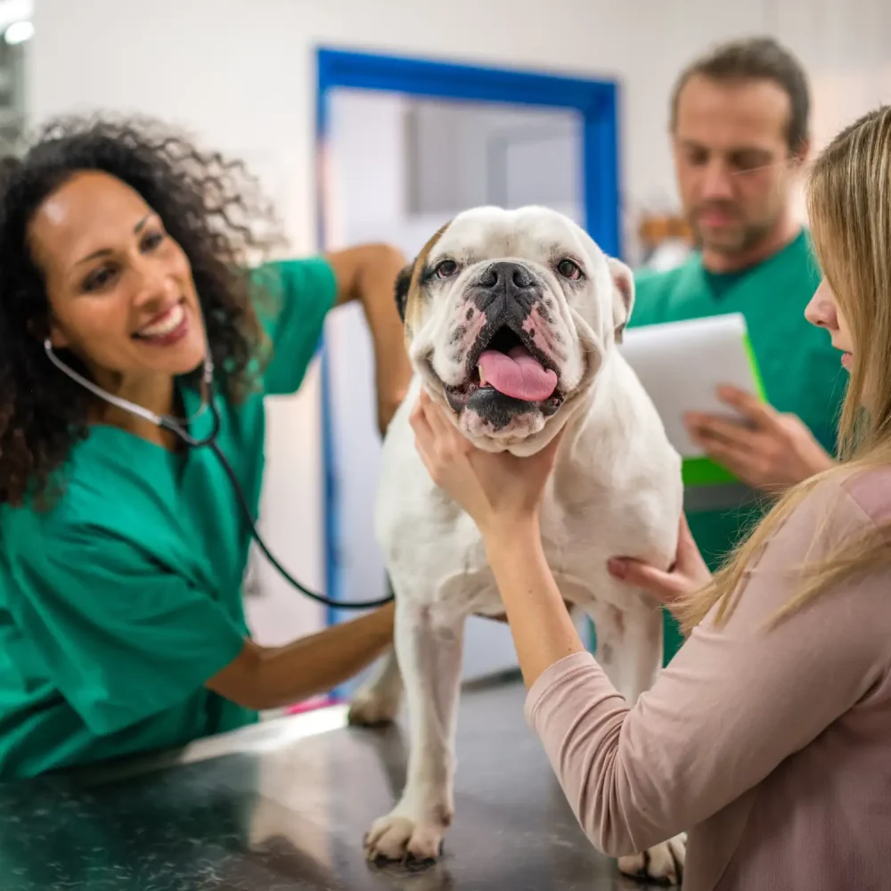 veterinarian checking a bulldog's heartbeat in an exam room with a vet tech and pet parent